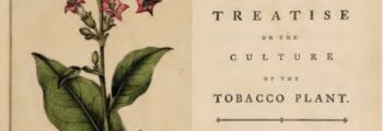 Colonists Cultivate Tobacco