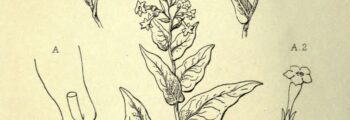 Indigenous Tobacco