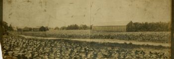 Havana Seed tobacco is introduced